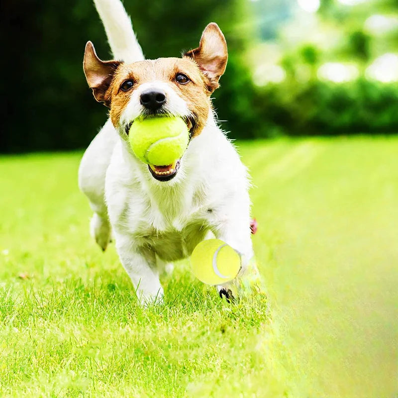 Bola de Ténis Interativa para Cães